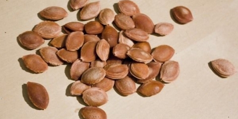 Kako uzgajati šljivu iz koštice kod kuće?